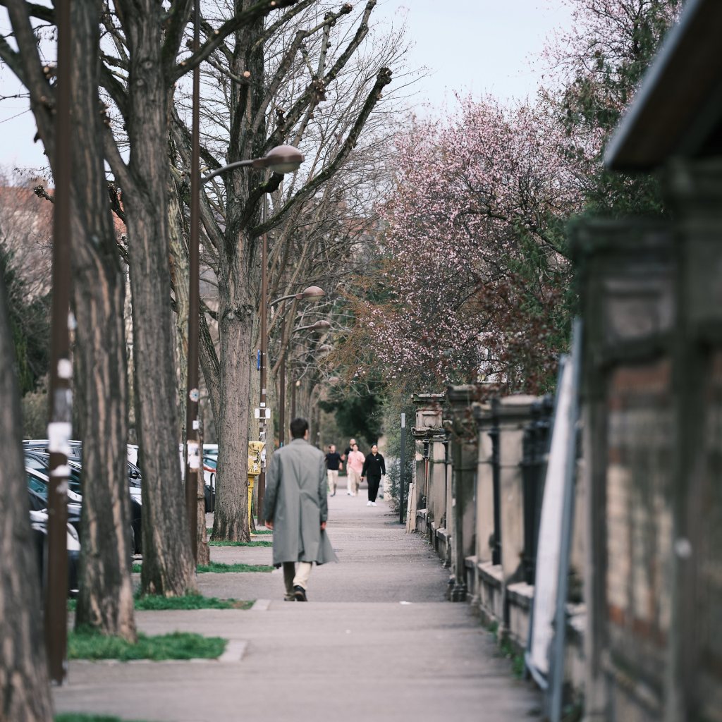 Au printemps, les fleurs de cerisier