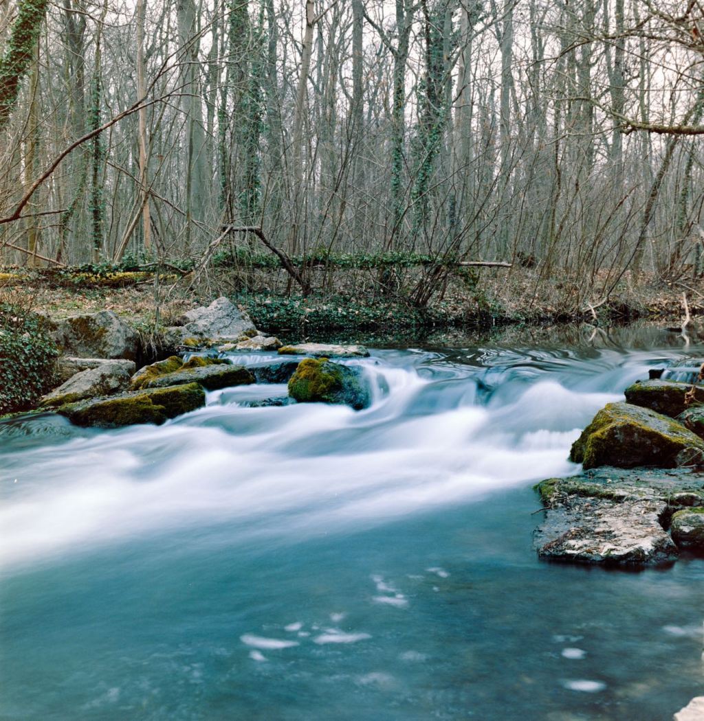 La Forêt de la&nbsp;Robertsau